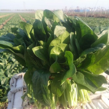 黑叶菠菜25~30厘米