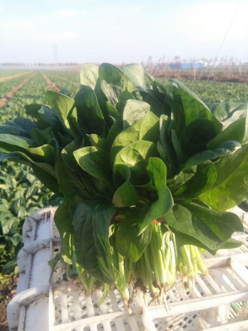 黑叶菠菜25~30厘米