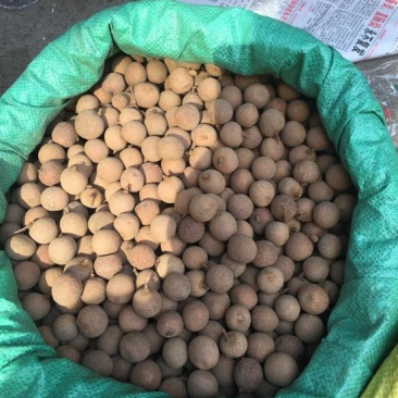桂圆