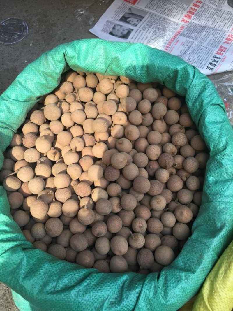 桂圆
