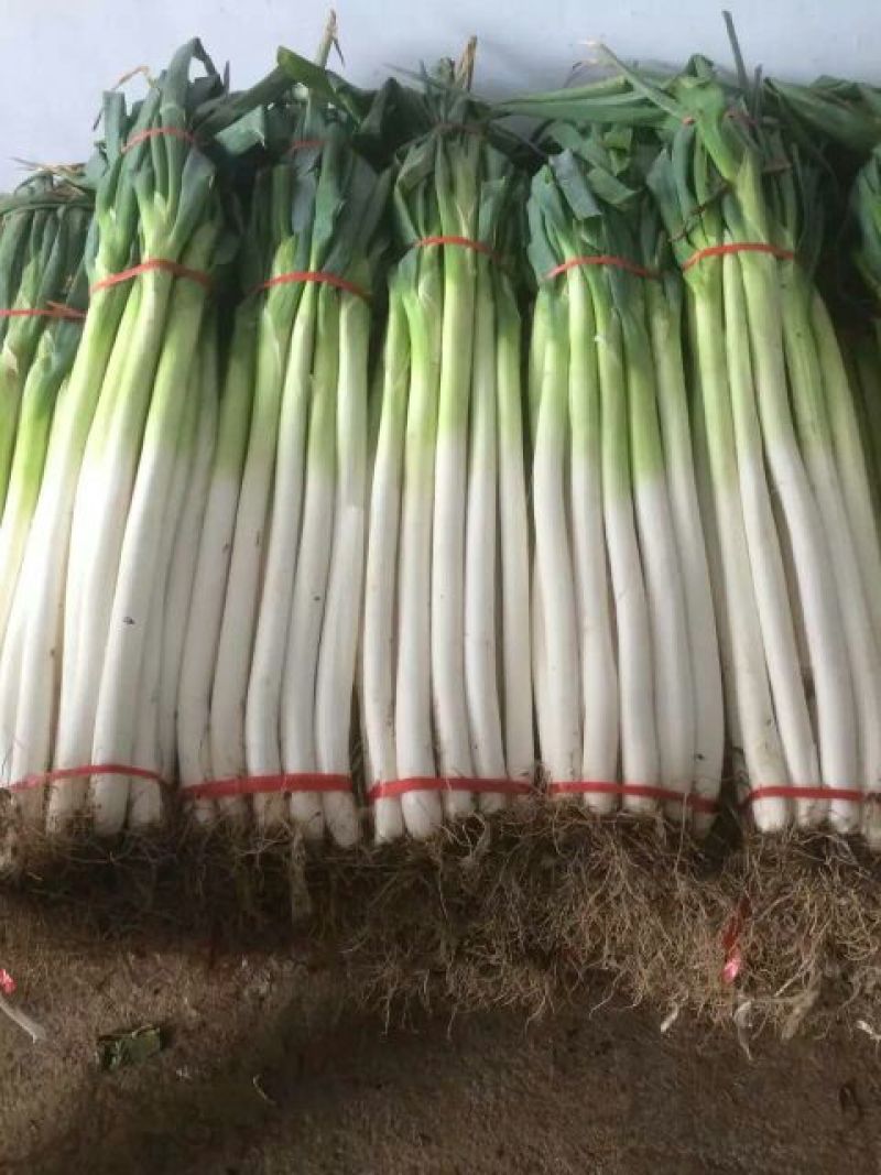 章丘大葱