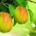 库尔勒香梨100~150g55mm以上母