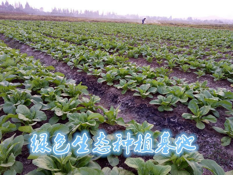 白菜苔15~20厘米可视频，现场看货