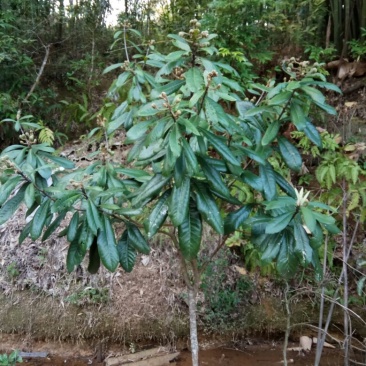 枇杷树苗30~50cm