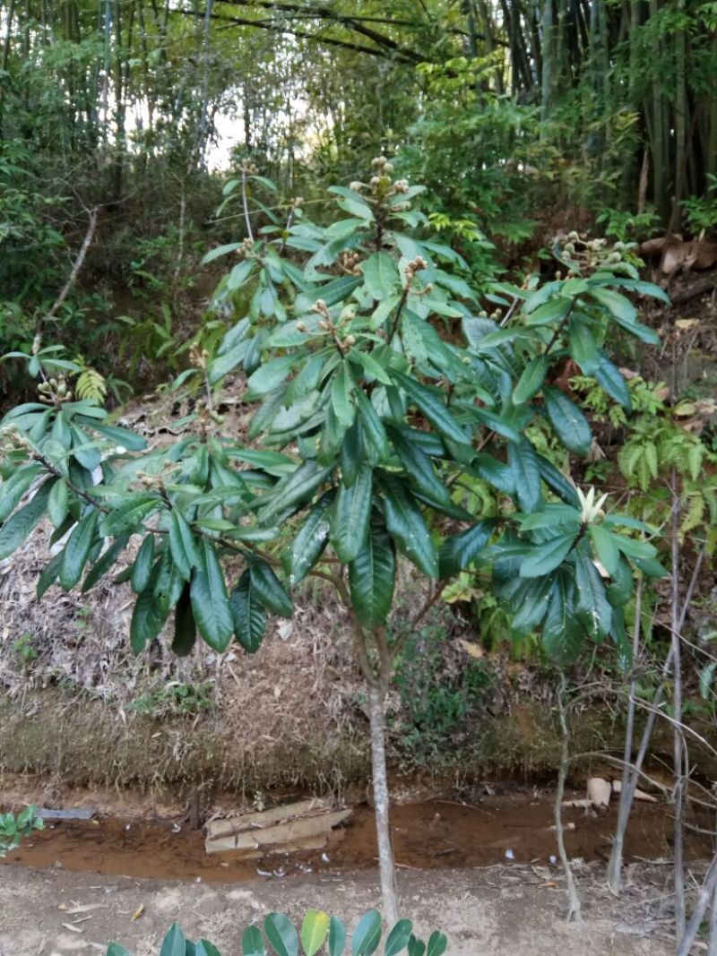 枇杷树苗30~50cm