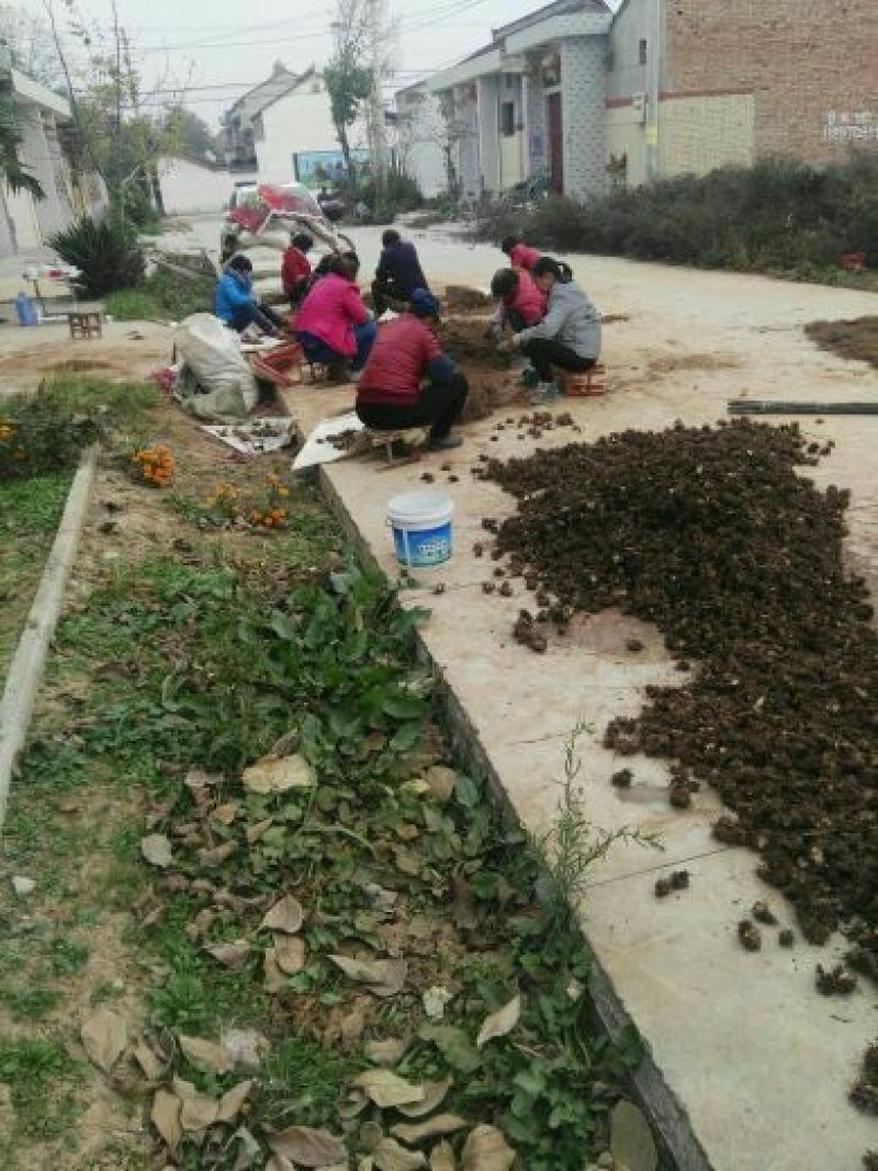 苍术种子