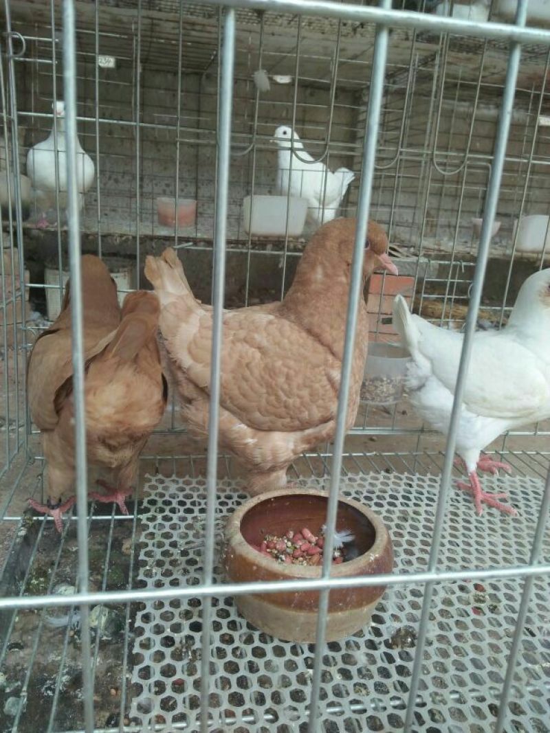 元宝鸽公