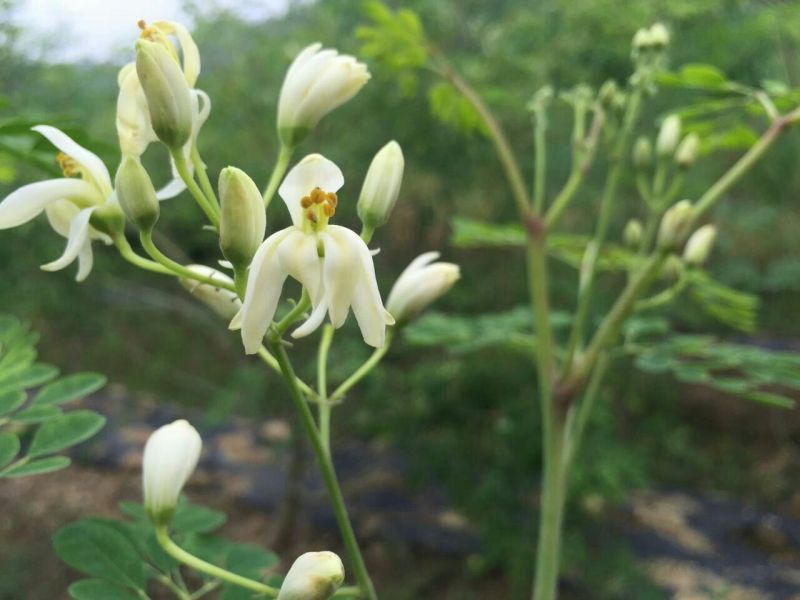 辣木茶一级