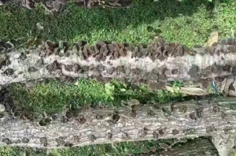 木耳