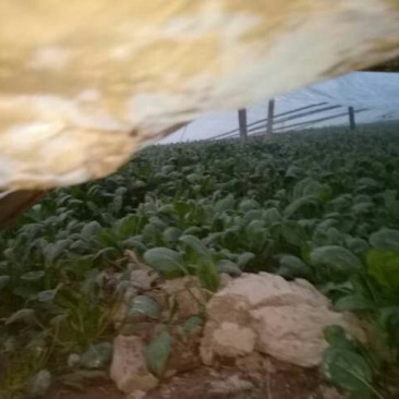 越冬菠菜20~25厘米