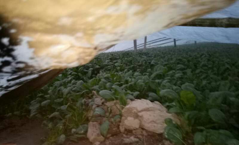 越冬菠菜20~25厘米