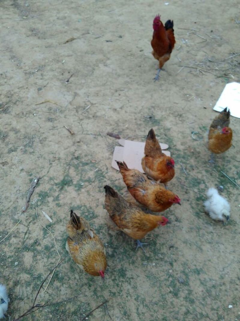 蜀中土鸡