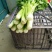 西芹金乡县西芹质优价廉