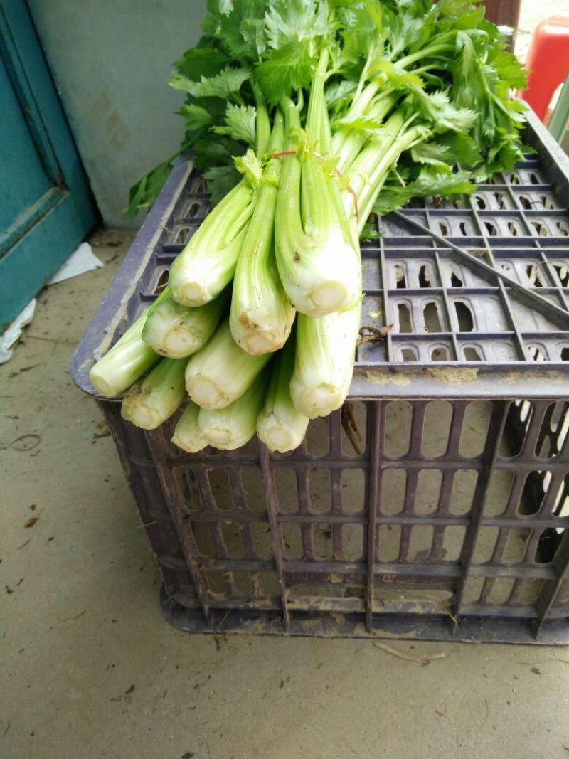 西芹金乡县西芹质优价廉