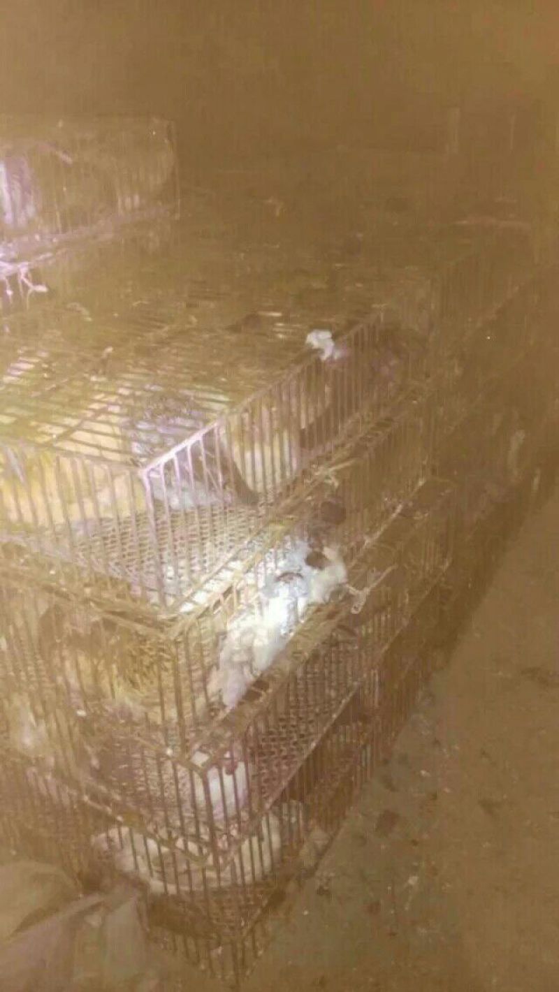 土鸡苗1斤以下