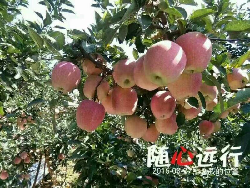 新红星苹果80mm以上纸袋