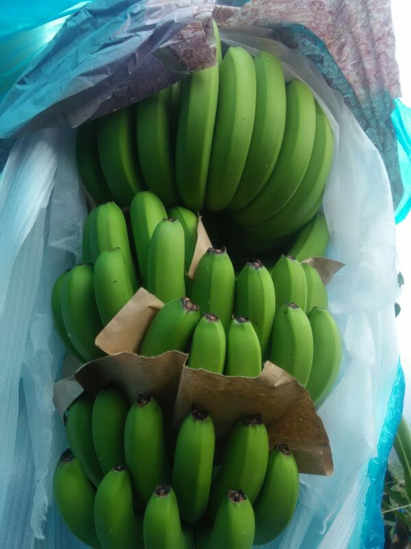 香蕉七成熟云南巴西品种货源稳定，优质货源，基地直发