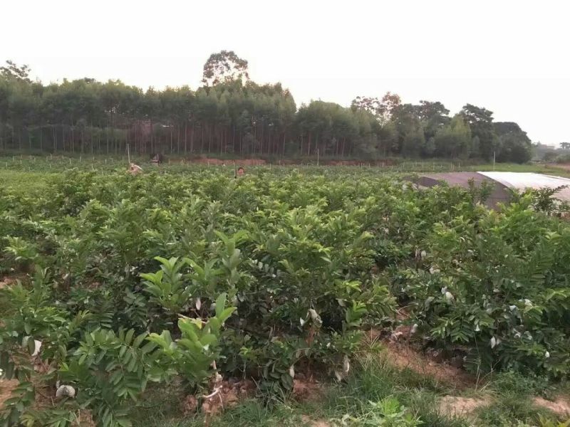 西瓜番石榴苗30~50cm
