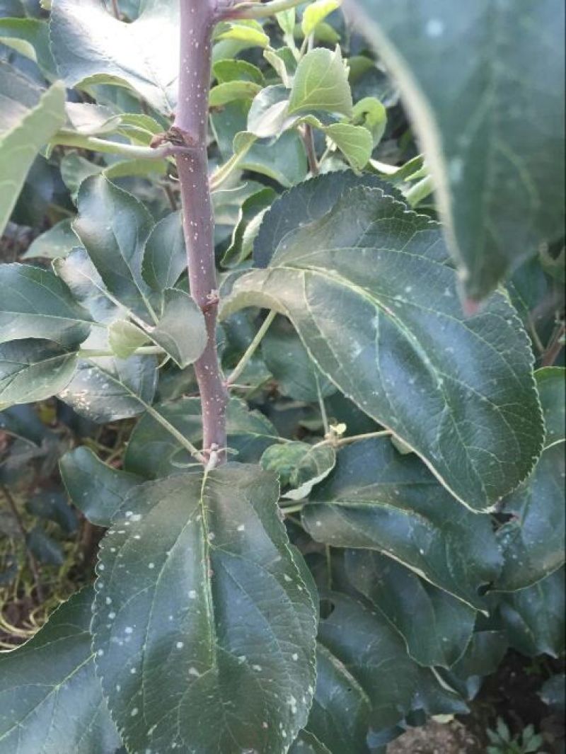 苹果树2cm以下4cm以下1.5~2米