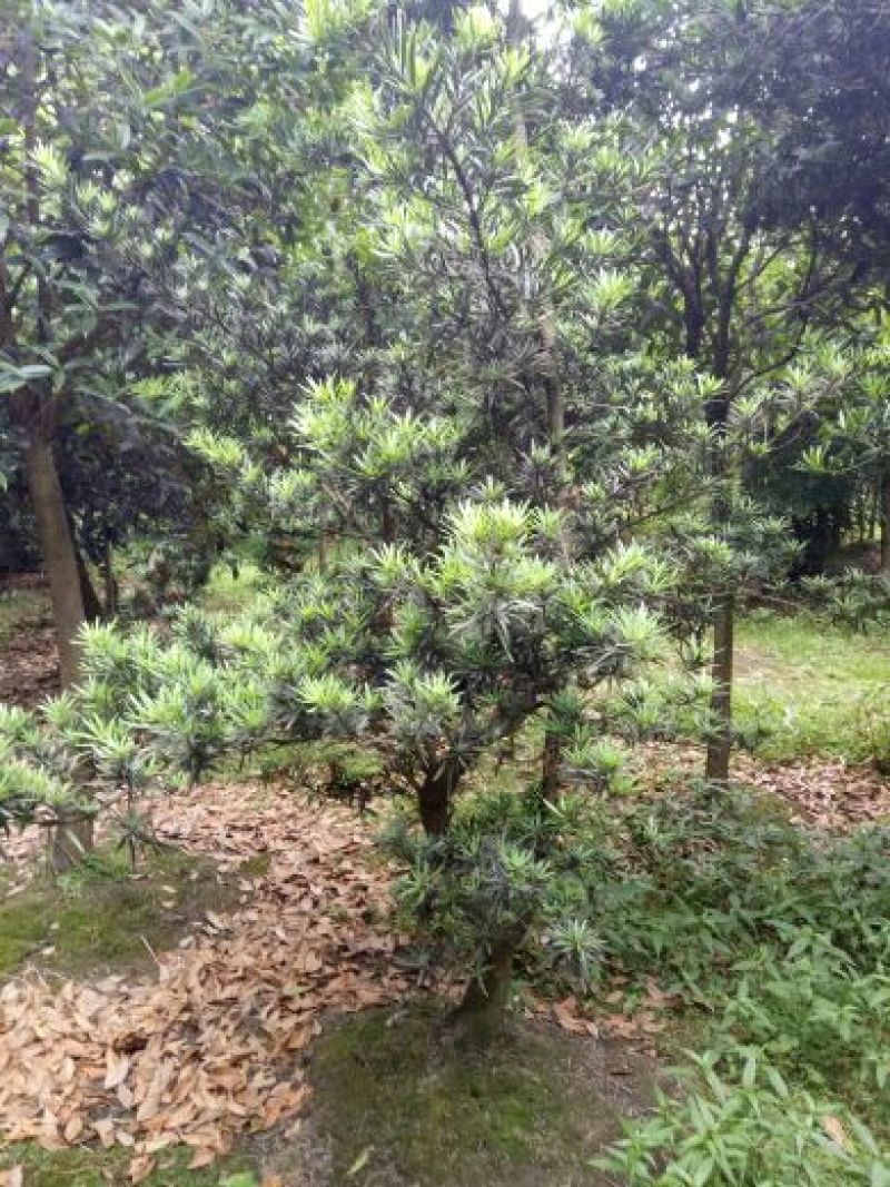 罗汉松10~12cm
