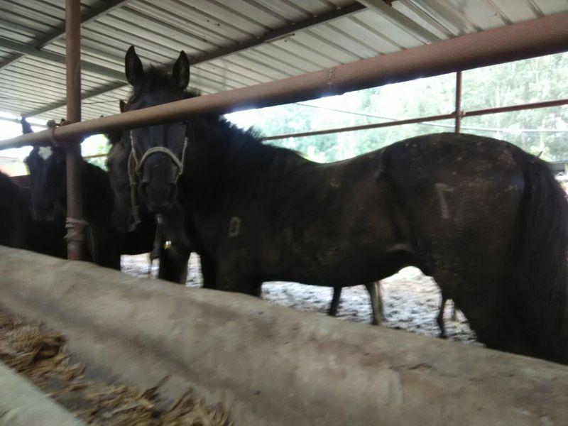 蒙古马200~300kg