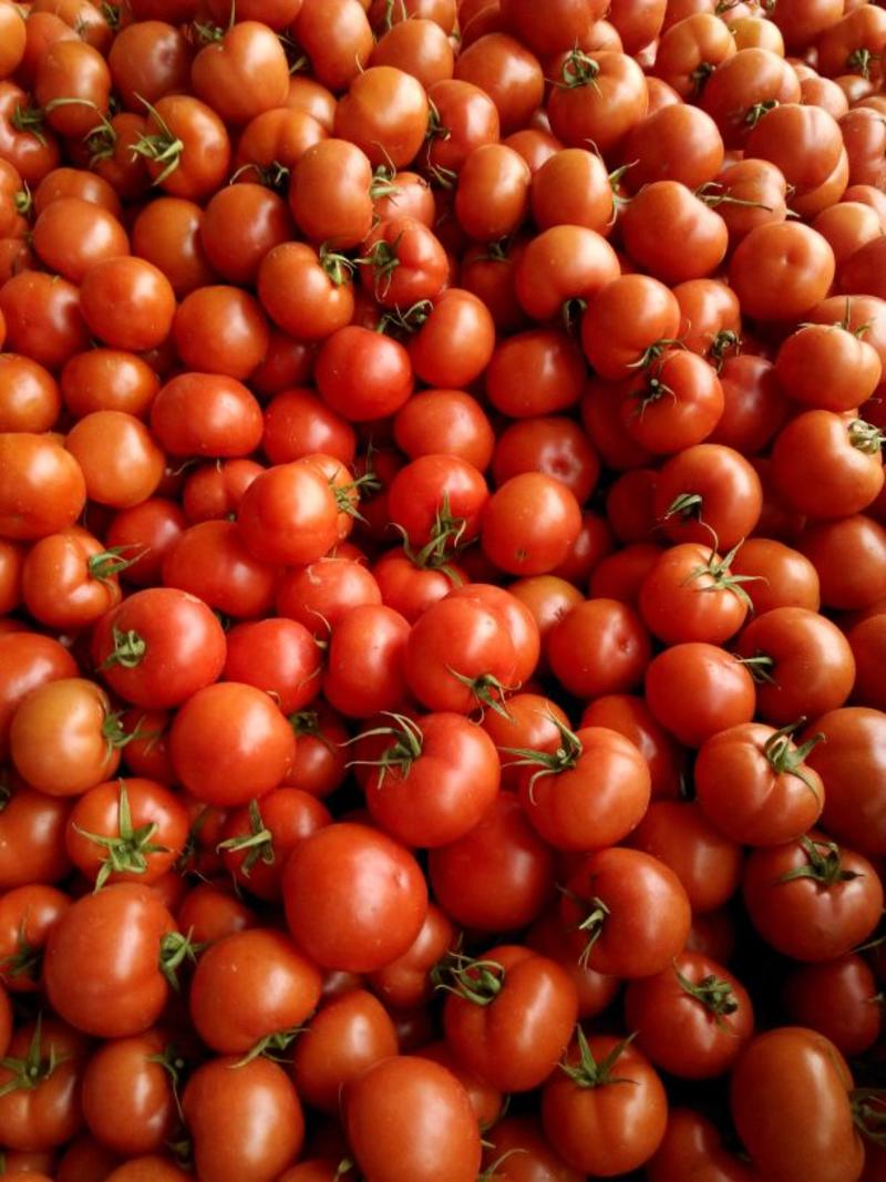 齐达利西红柿弧三以上大红通货