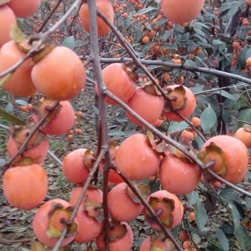 无籽小蜜罐柿子树苗及矮化景观柿子树苗，量大从优