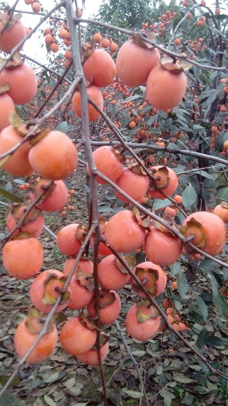 无籽小蜜罐柿子树苗及矮化景观柿子树苗，量大从优