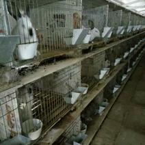 兔子养殖、肉兔种兔公羊兔比利时兔新西兰兔价格利润