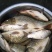 河鲤鱼食用2~3公斤