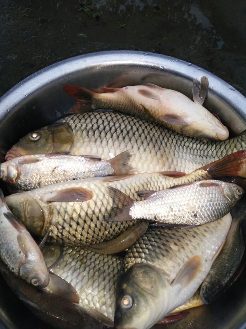 河鲤鱼食用2~3公斤
