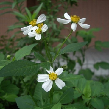 鬼针草