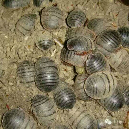 山东烟台市莱阳市土元 大母虫批发_张明供应_