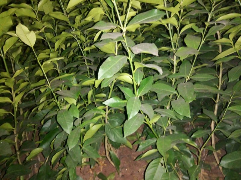 柠檬苗苗好无病，根系发达。