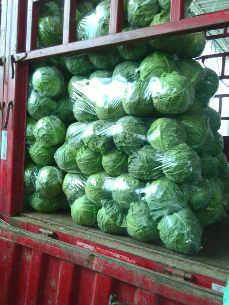 精品甘蓝产地直供一手货源批发品质保证价格优惠