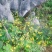 野菊花统货