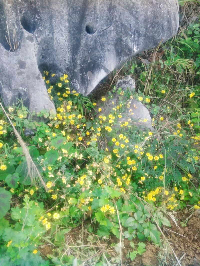 野菊花统货