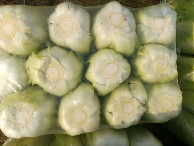 山东滕州黄心大白菜，北京新三号白菜，大量上市
