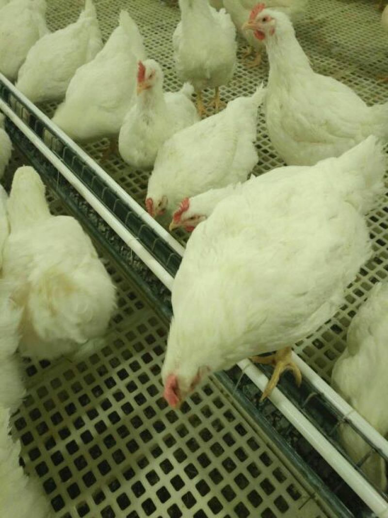 白蛋食用50g以下