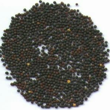 菜油一级