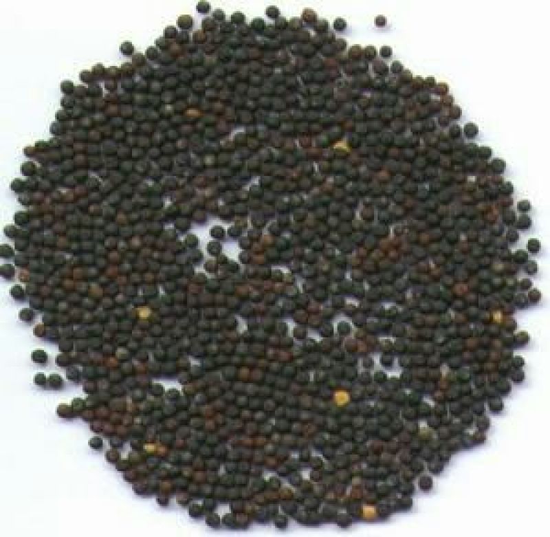 菜油一级