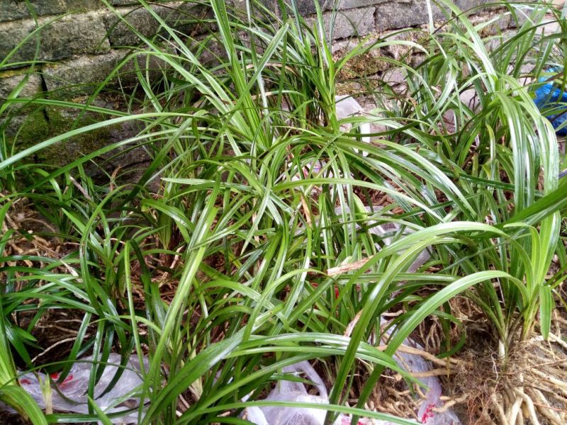 兰花不含盆