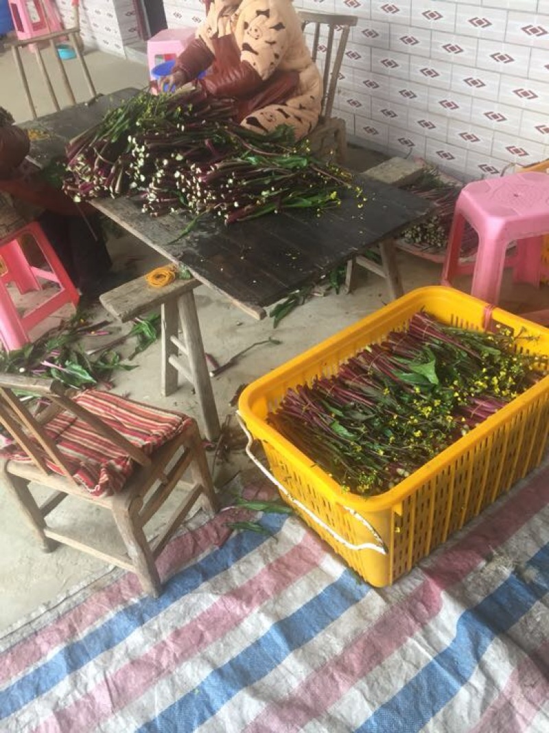红菜苔
