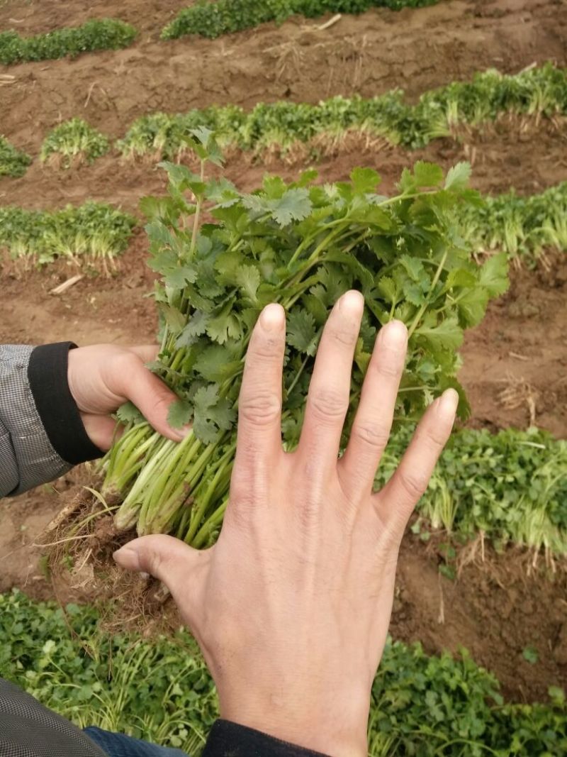 小叶香菜25~30厘米以上