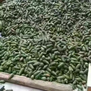 华山松子一级