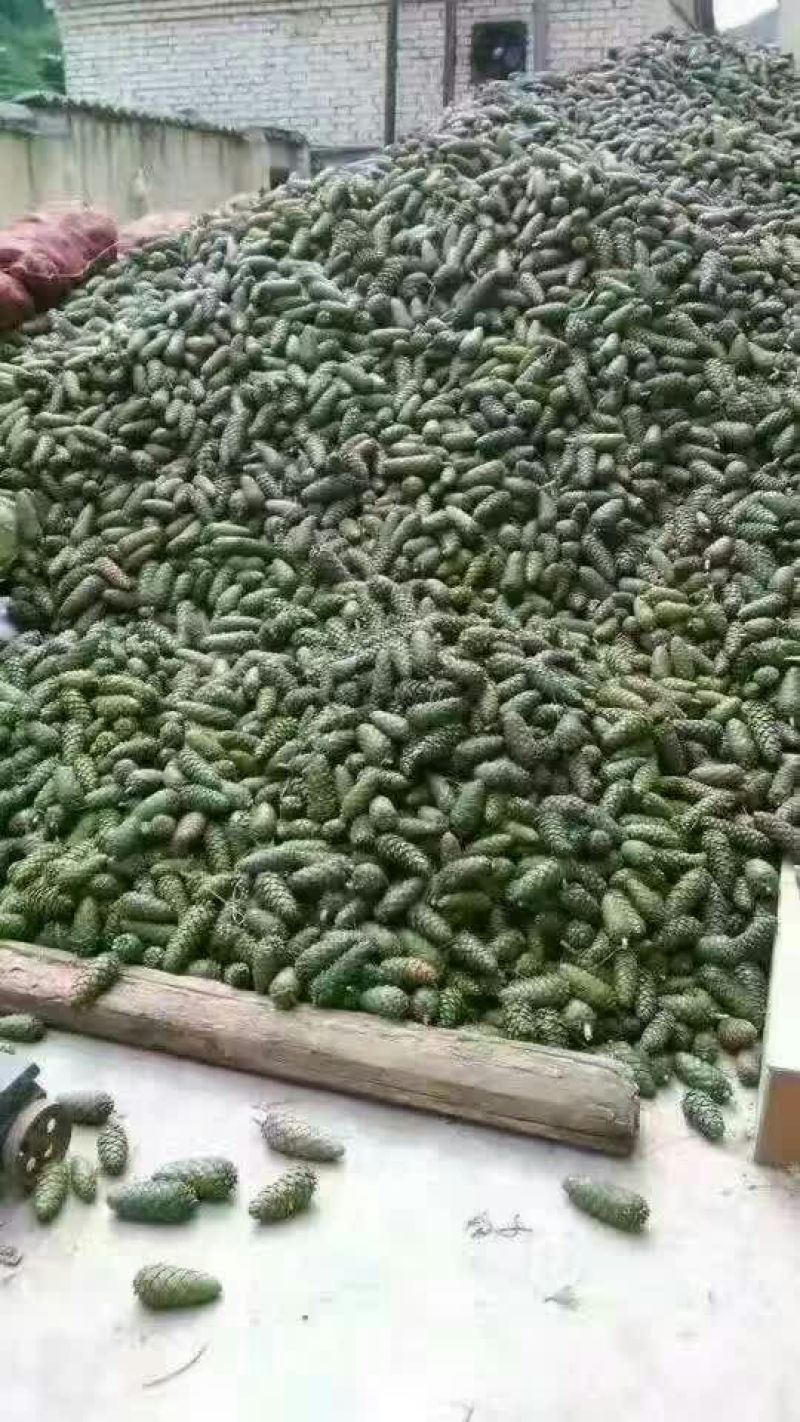 华山松子一级