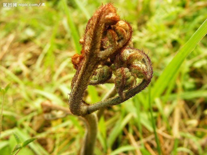 蕨菜