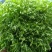 苦菊20~25cm