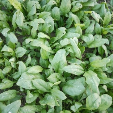 大叶菠菜20~25厘米