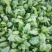 大叶菠菜20~25厘米